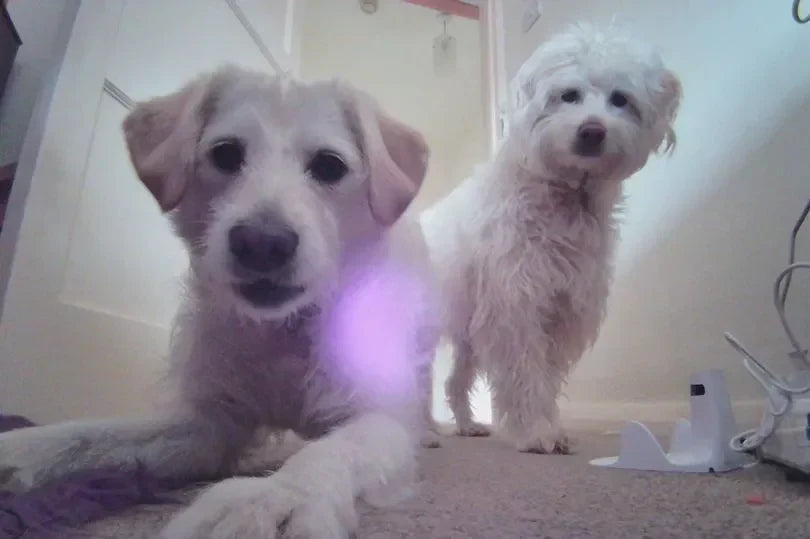 Enabot EBO Air Review: I left a cute little robot in charge of my pets and the results were hilarious