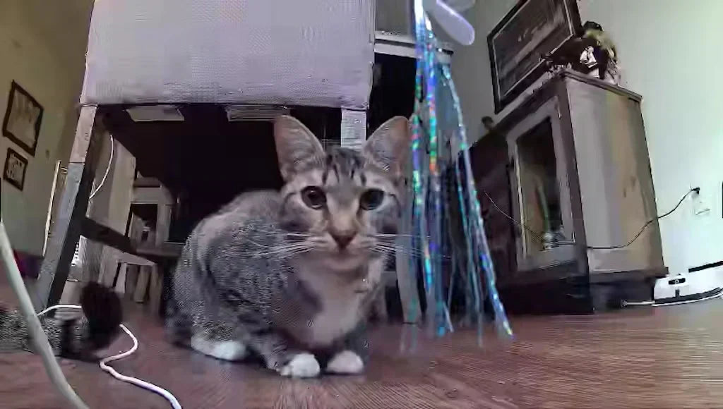 Real User Reviews: Exploring the ROLA PetPal's Best Features