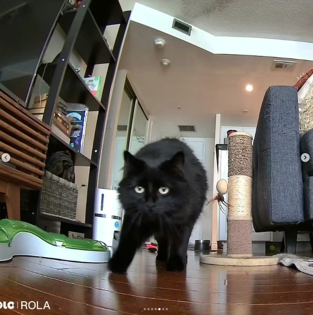 Worth It or Not?  ROLA Mini Reviews From Real Buyers