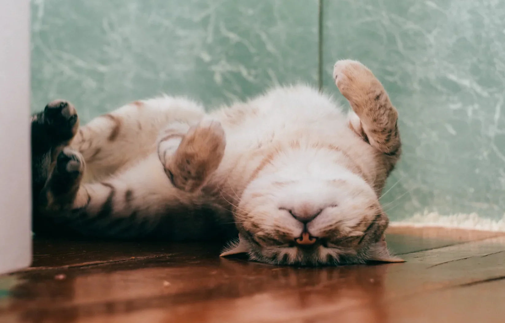 Where is the best place to put a pet camera?